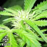 Kulu Seeds Hollands Hoop